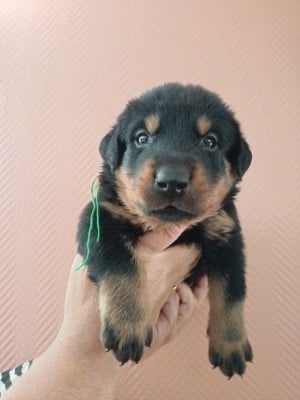 Les chiots de Berger de Beauce