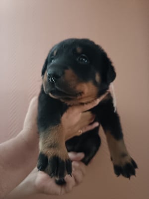 Les chiots de Berger de Beauce
