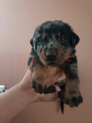 Les chiots de Berger de Beauce