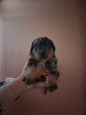 Les chiots de Berger de Beauce
