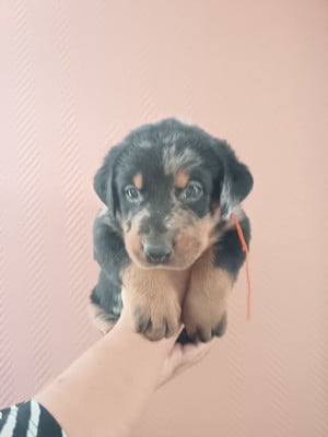 Les chiots de Berger de Beauce