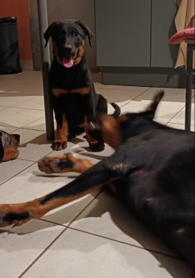 Les chiots de Berger de Beauce