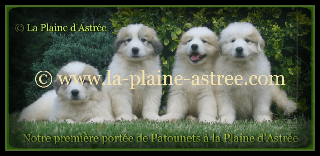 Accueil Elevage De La Plaine Dastree Eleveur De Chiens