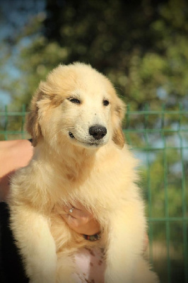Les chiots de Chien de Montagne des Pyrenees