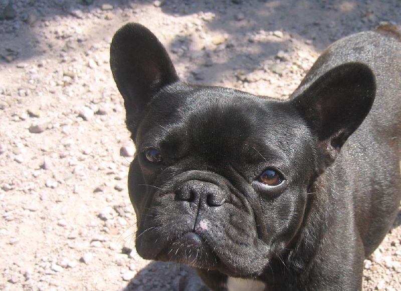 Publication : des brumes de la citadelle Auteur : aspar catherine