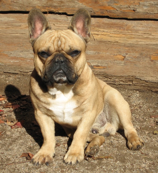 Publication : des brumes de la citadelle Auteur : aspar catherine