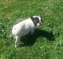 Publication : des brumes de la citadelle Auteur : c aspar