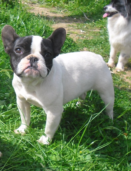 Publication : des brumes de la citadelle Auteur : c aspar