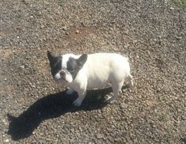 Publication : des brumes de la citadelle Auteur : c aspar