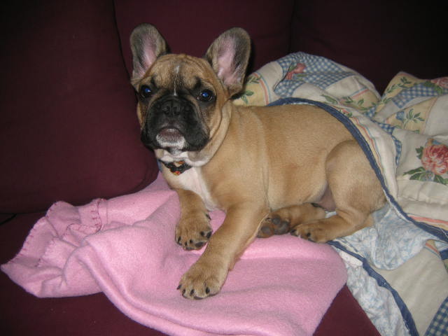 Publication : des brumes de la citadelle Auteur : aspar catherine