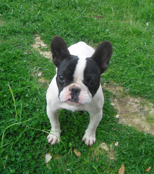 Publication : des brumes de la citadelle Auteur : c aspar