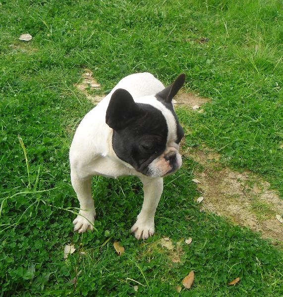 Publication : des brumes de la citadelle Auteur : c aspar