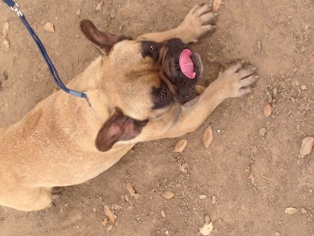 Publication : des brumes de la citadelle Auteur : c.aspar