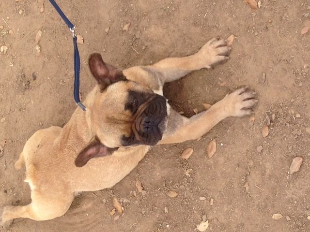 Publication : des brumes de la citadelle Auteur : c.aspar