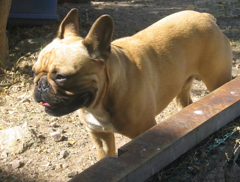 Publication : des brumes de la citadelle Auteur : aspar catherine