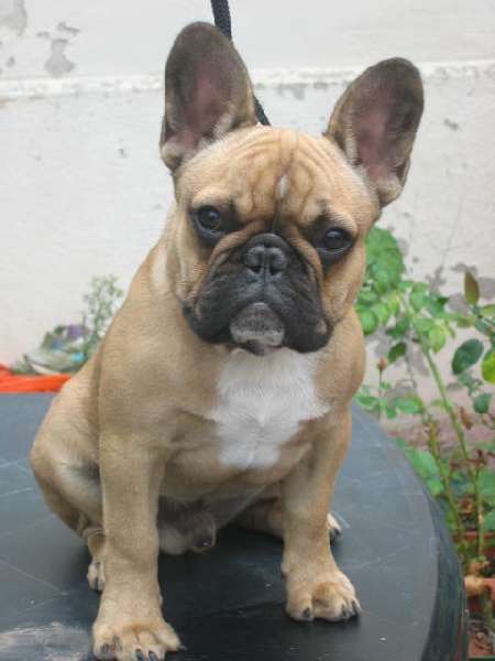 Publication : des brumes de la citadelle Auteur : aspar catherine