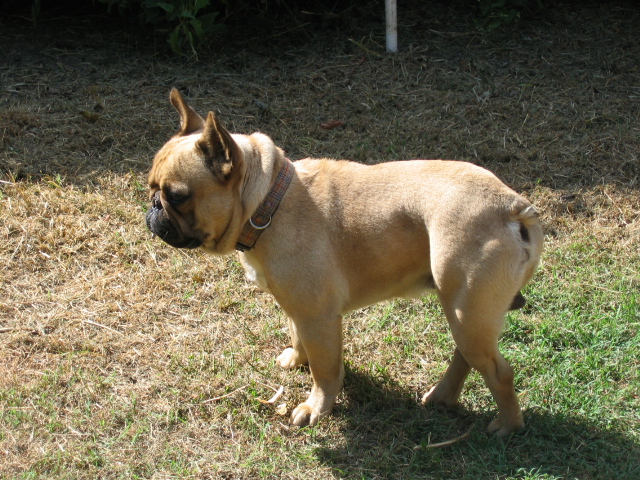 Publication : des brumes de la citadelle Auteur : aspar catherine