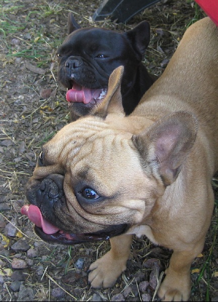 Publication : des brumes de la citadelle Auteur : aspar catherine