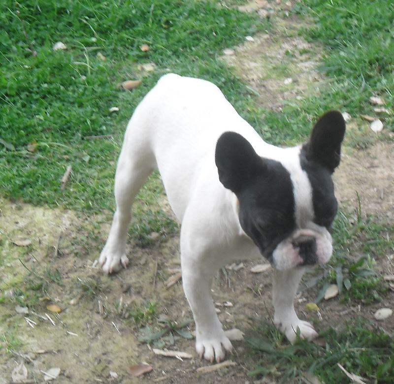 Publication : des brumes de la citadelle Auteur : c aspar