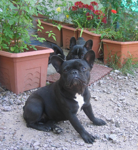 Publication : des brumes de la citadelle Auteur : aspar catherine