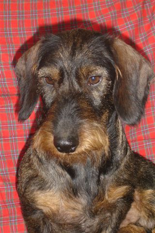 Publication : des plaines de Valinor