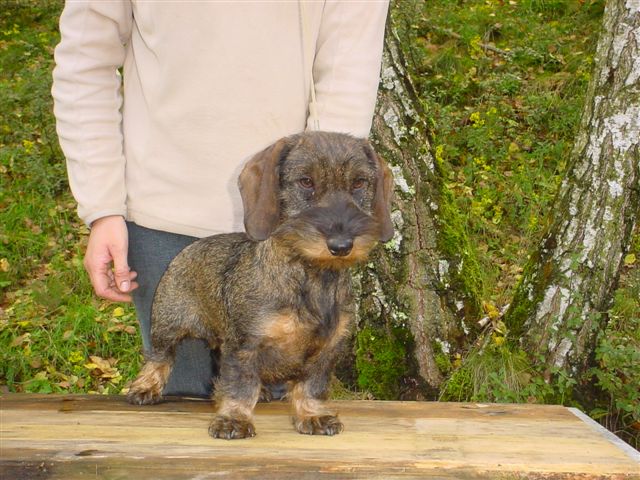 Publication : des plaines de Valinor