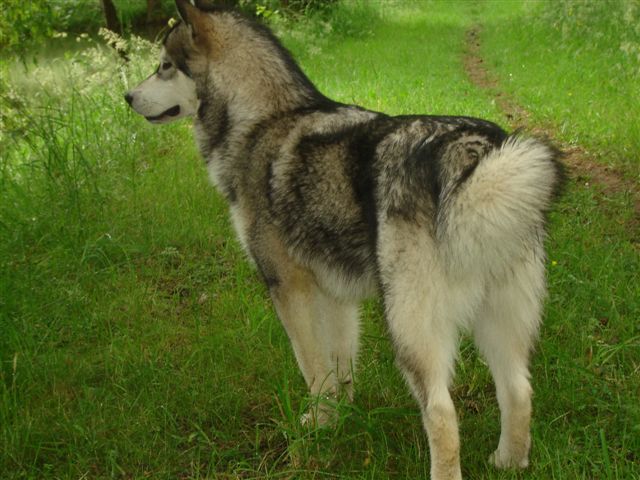 Publication : des plaines de Valinor