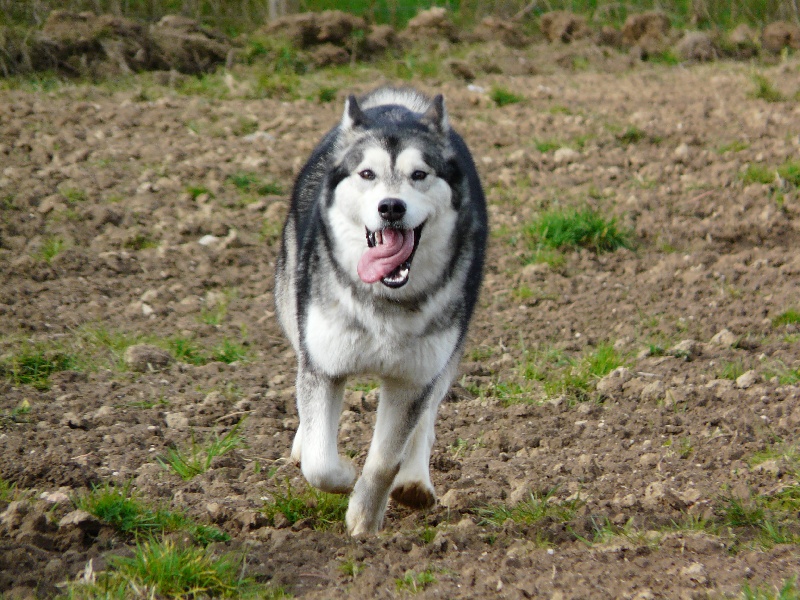 Publication : des plaines de Valinor