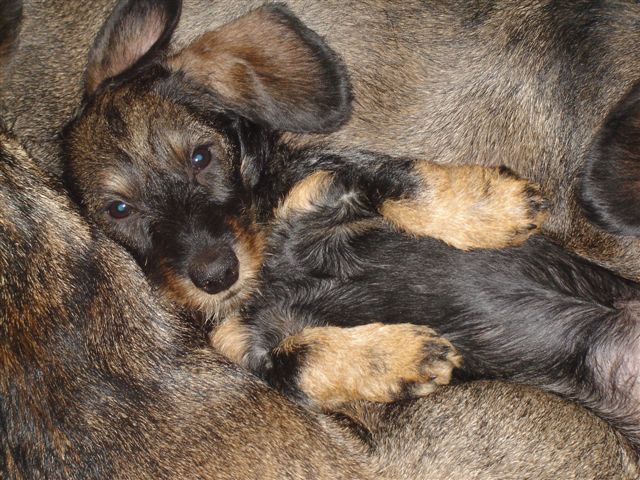 Publication : des plaines de Valinor