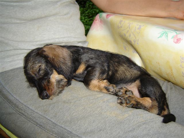 Publication : des plaines de Valinor