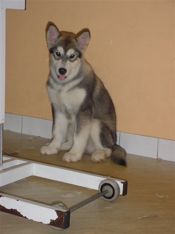 Publication : des plaines de Valinor