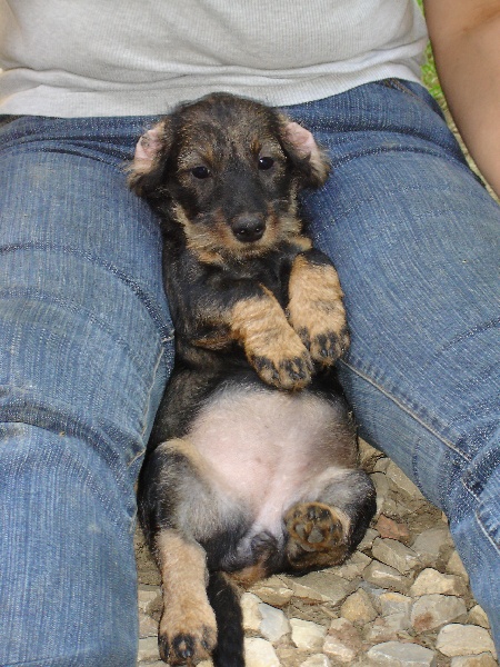 Publication : des plaines de Valinor