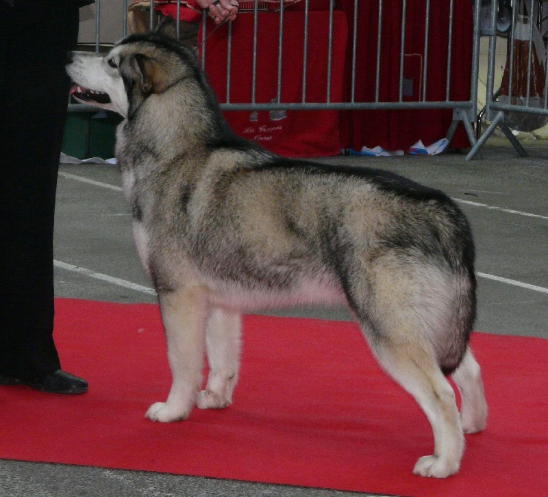 Publication : des plaines de Valinor