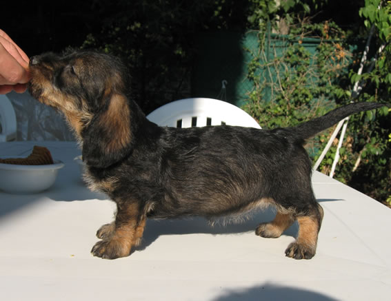 Publication : des plaines de Valinor