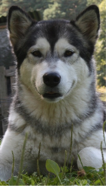 Publication : des plaines de Valinor