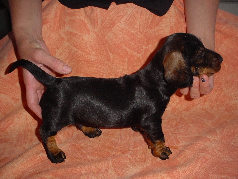 Publication : des plaines de Valinor