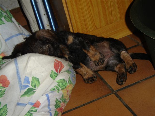 Publication : des plaines de Valinor