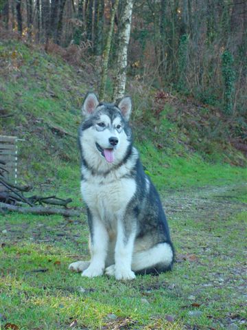 Publication : des plaines de Valinor