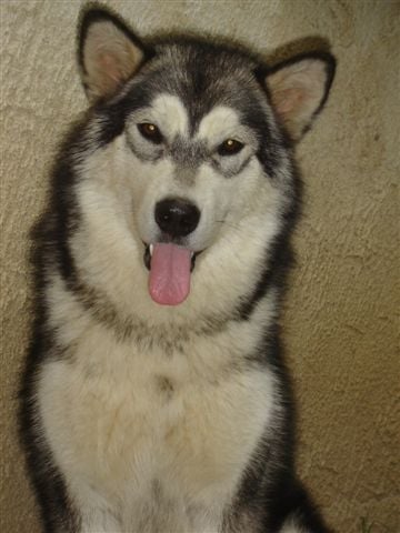 Publication : des plaines de Valinor