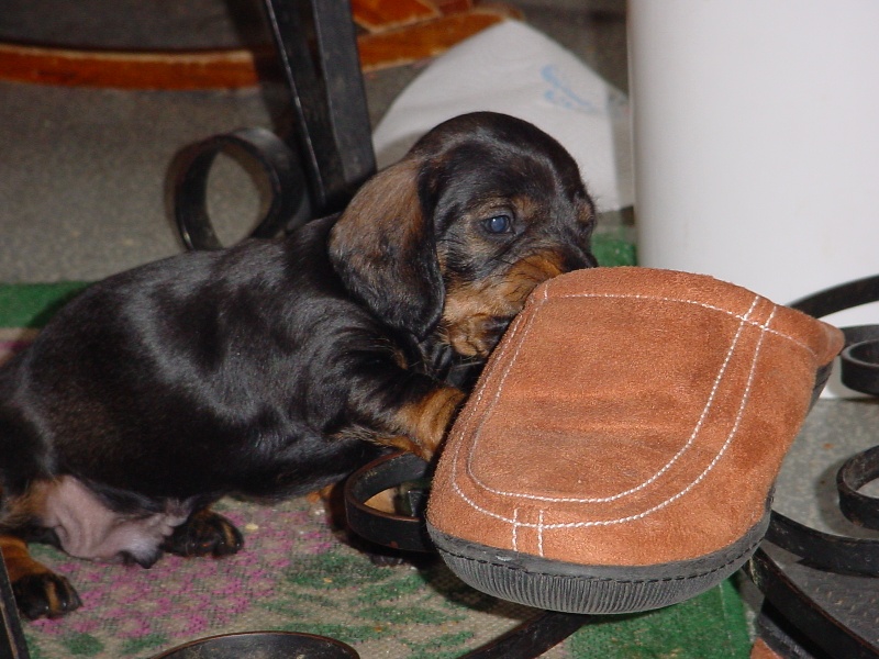 Publication : des plaines de Valinor