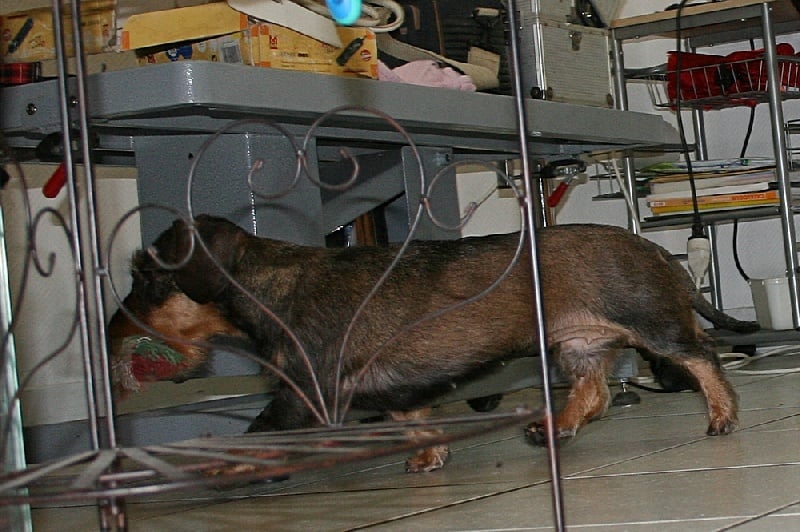 Publication : des plaines de Valinor