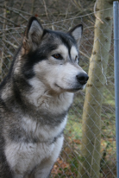 Publication : des plaines de Valinor