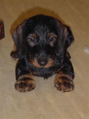 Publication : des plaines de Valinor