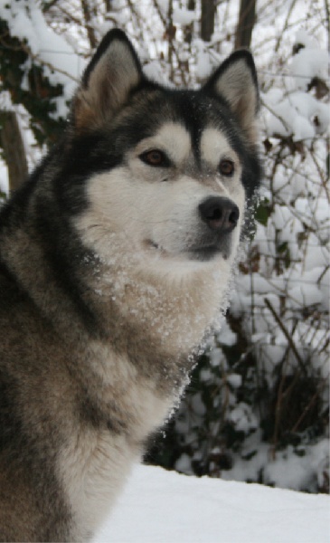 Publication : des plaines de Valinor