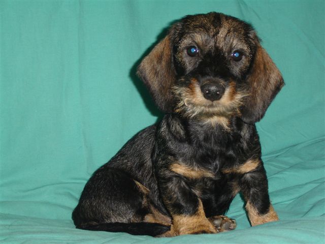 Publication : des plaines de Valinor