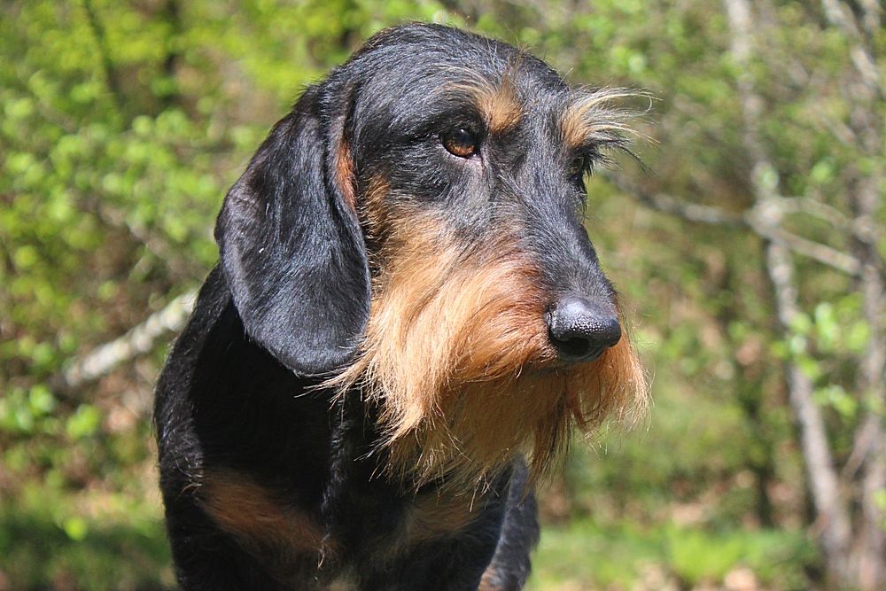 Publication : des plaines de Valinor