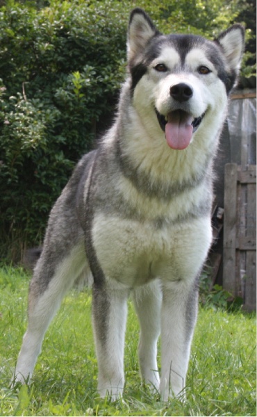 Publication : des plaines de Valinor