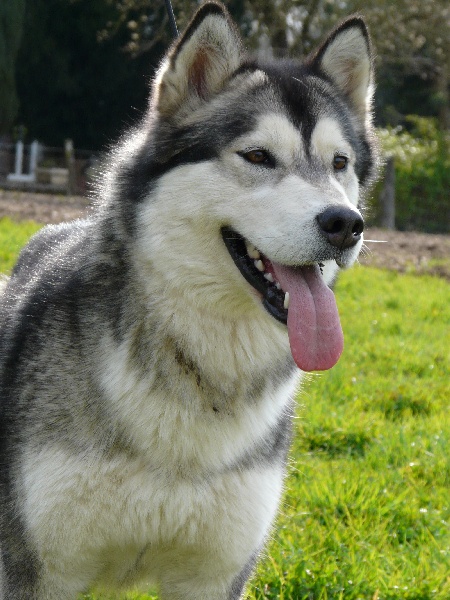 Publication : des plaines de Valinor