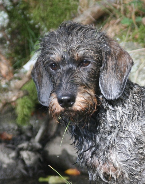 Publication : des plaines de Valinor