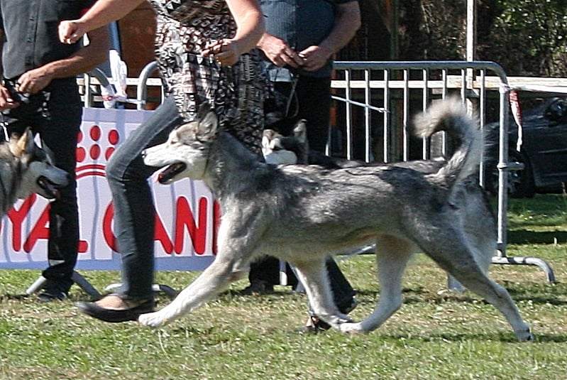 Publication : des plaines de Valinor